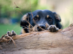 Dogs in pain will bite people they love.